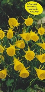 Golden_Bells
