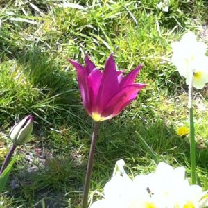 Lilienblütige Tulpe Purple Dream