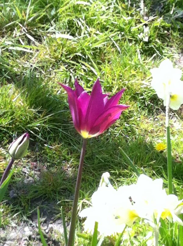 Lilienblütige Tulpe Purple Dream
