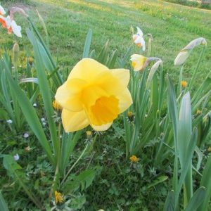 Narzisse Golden SALOME