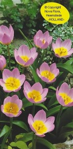 Tulip_Saxatilis