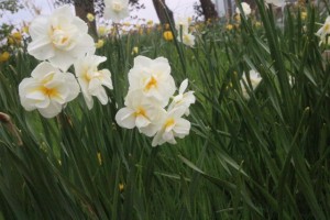 Cheerfulness